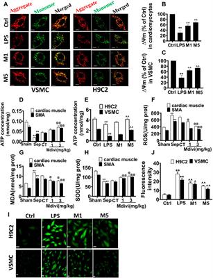 Protective Effects of Inhibition of Mitochondrial Fission on Organ Function After Sepsis